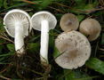 Hygrophorus agathosmus